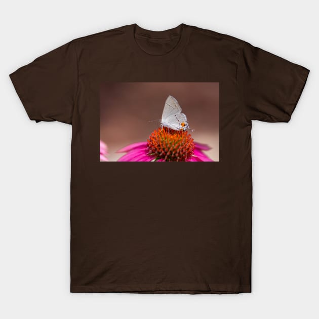 Gray Hairstreak Butterfly on Wild Berry Coneflower T-Shirt by Debra Martz